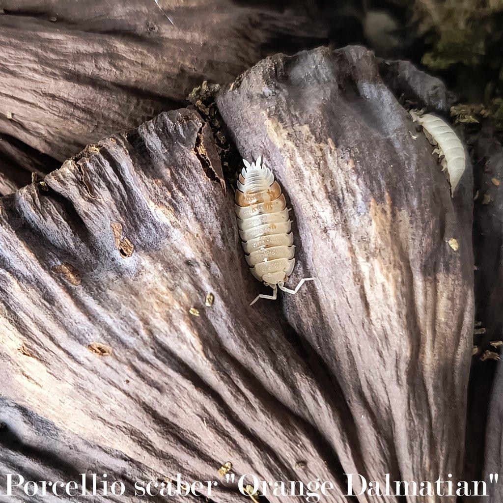Isopody : Porcellio scaber "Orange Dalmatian" 50ks / 100ks