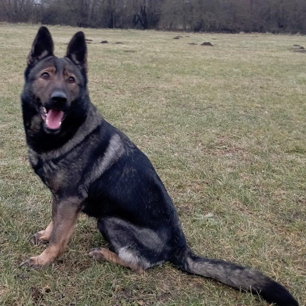 Německý ovčak štěnata z pp