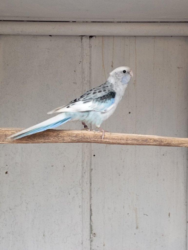 Rosela pestrá černá, modrá, zlatá