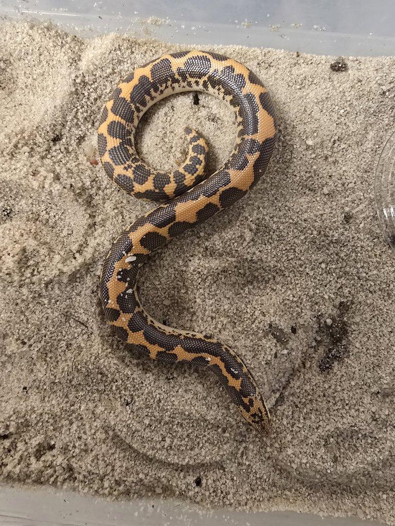 Pár Eryx colubrinus loveridgei het snow a anery