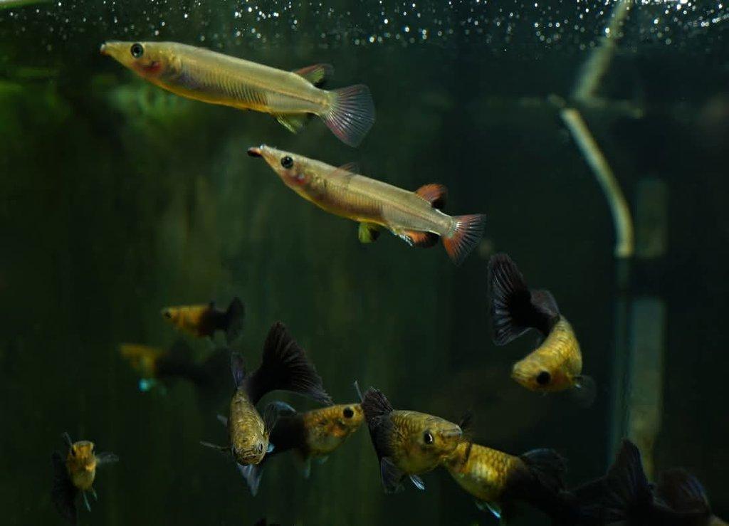 Polozobánky- Nomorhamphus liemi liemi
