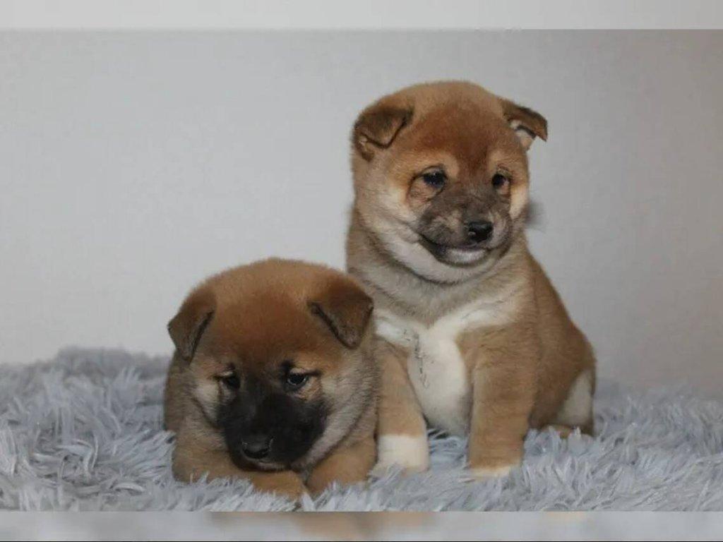 shiba-inu prodej
