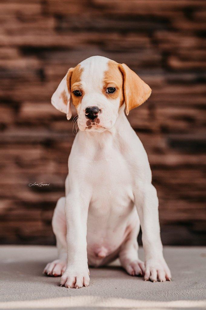 Anglický pointer