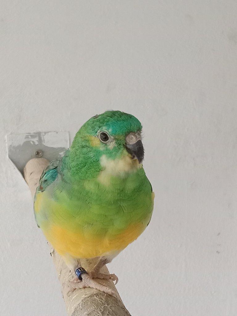 Prodám  papoušek zpěvavý