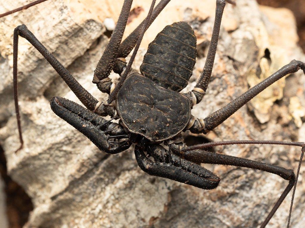 Phrynus sp. Nikaragua