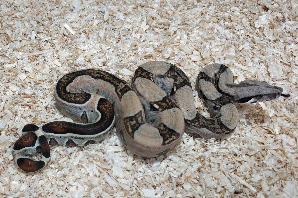 Boa imperator - Normal a Hypo 66% het Sterling VPI