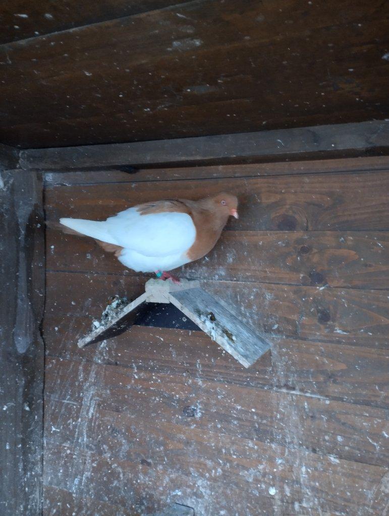 Prodám Rejdice straka