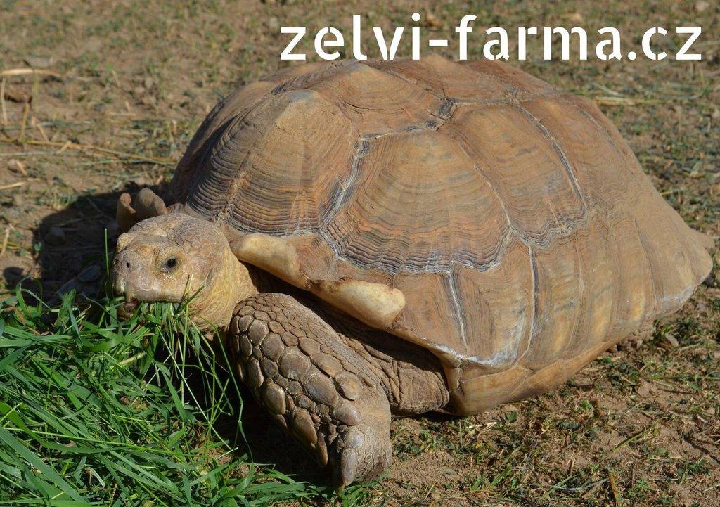 SUCHOZEMSKÉ ŽELVY OSTRUHATÉ – vlastní odchov!