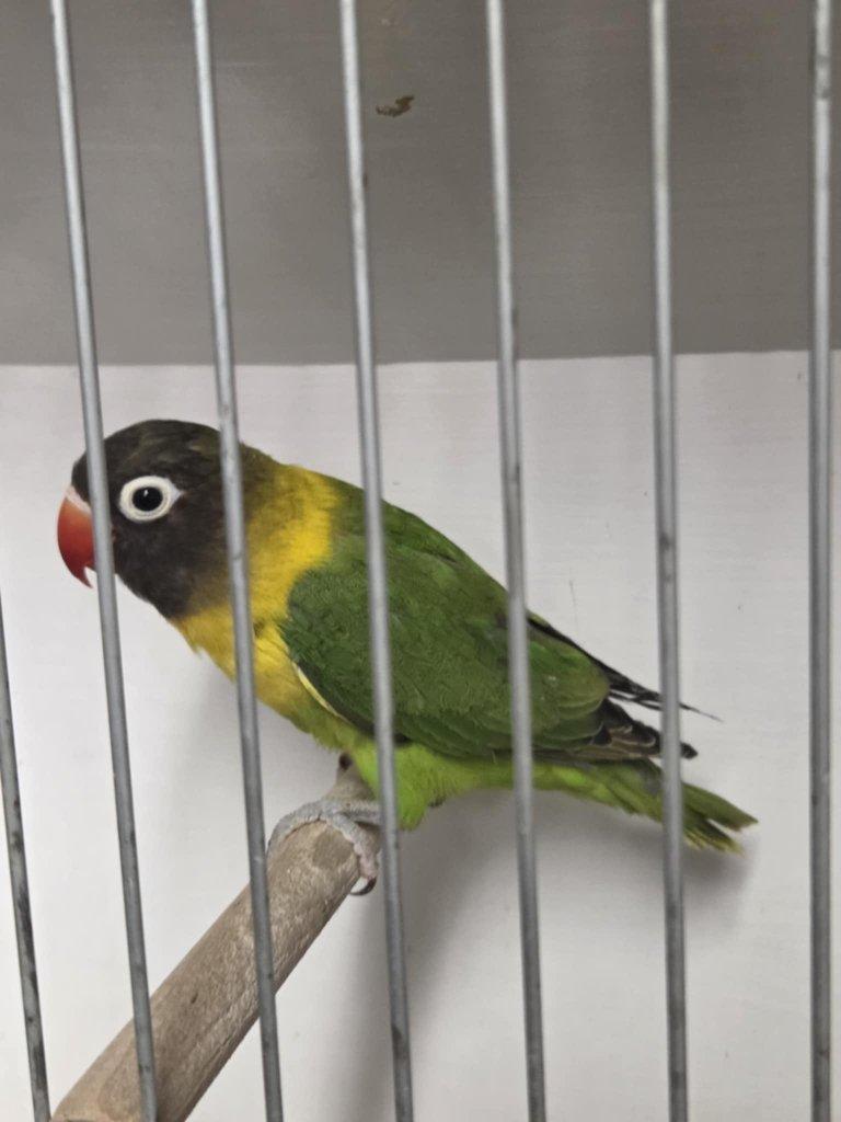 Agapornis škraboškový (Agapornis personatus)