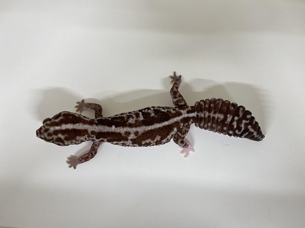 Gekončík africký (Hemitheconyx caudicinctus)