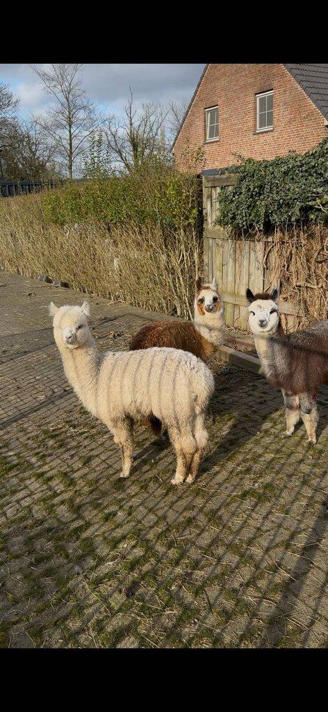 Lama alpaka