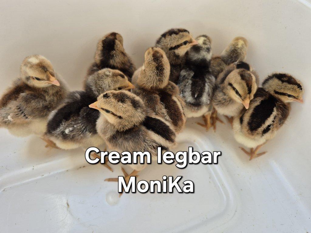 Násadová vajíčka Cream legbar