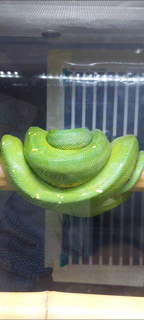 Morelia viridis
