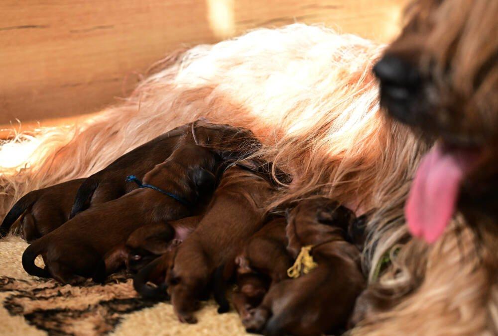Briard - plavá štěňátka