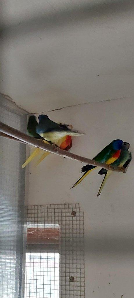 Neoféma modrohlavá