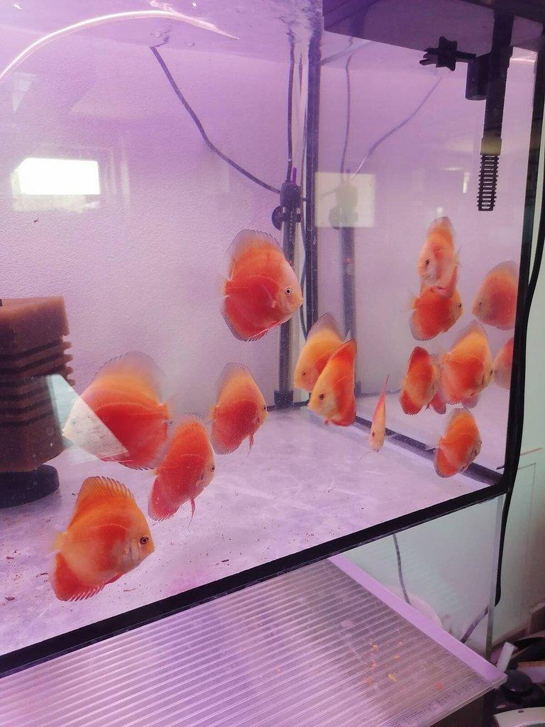 Terčovec Valentine, marlboro, pigeon albino