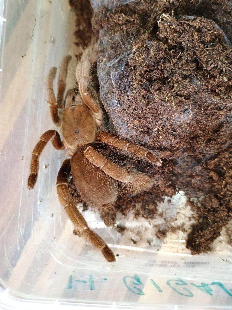 Messor barbarus sháním (pouze výměna za mé sklípkany )