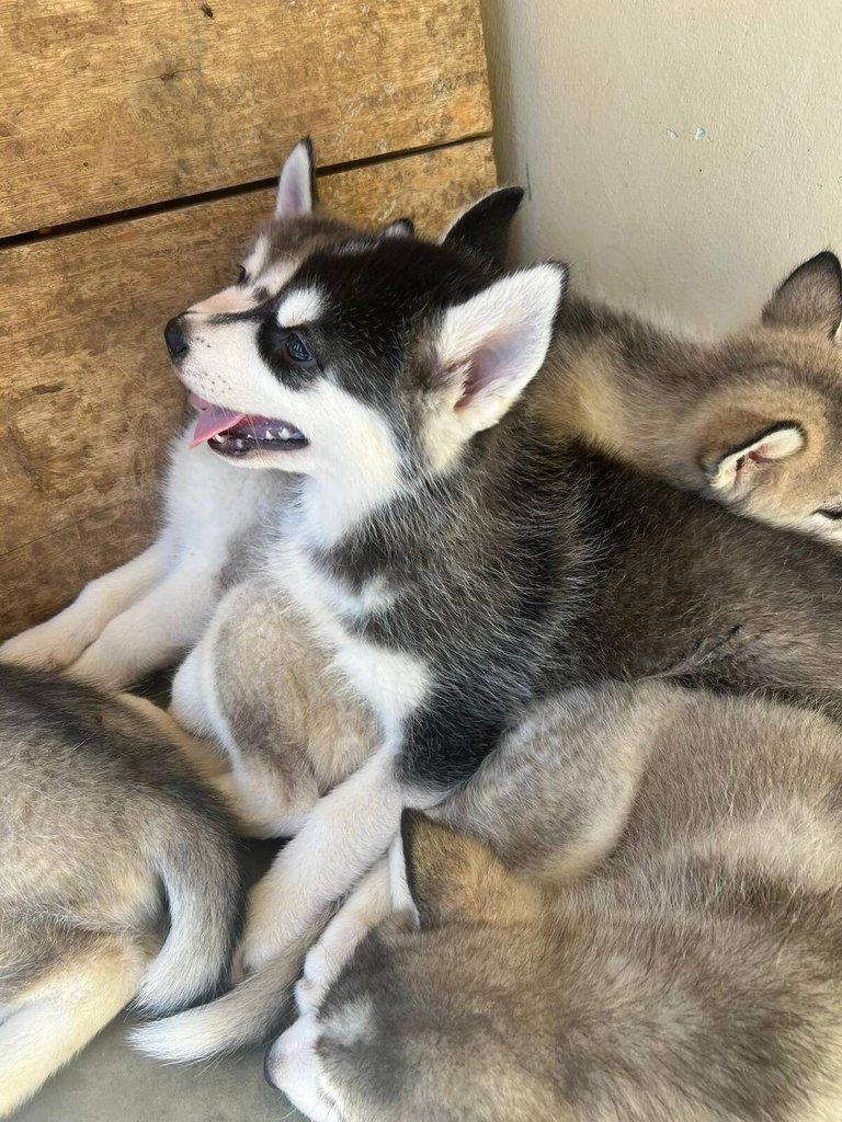 Sibiřský husky štěňátka