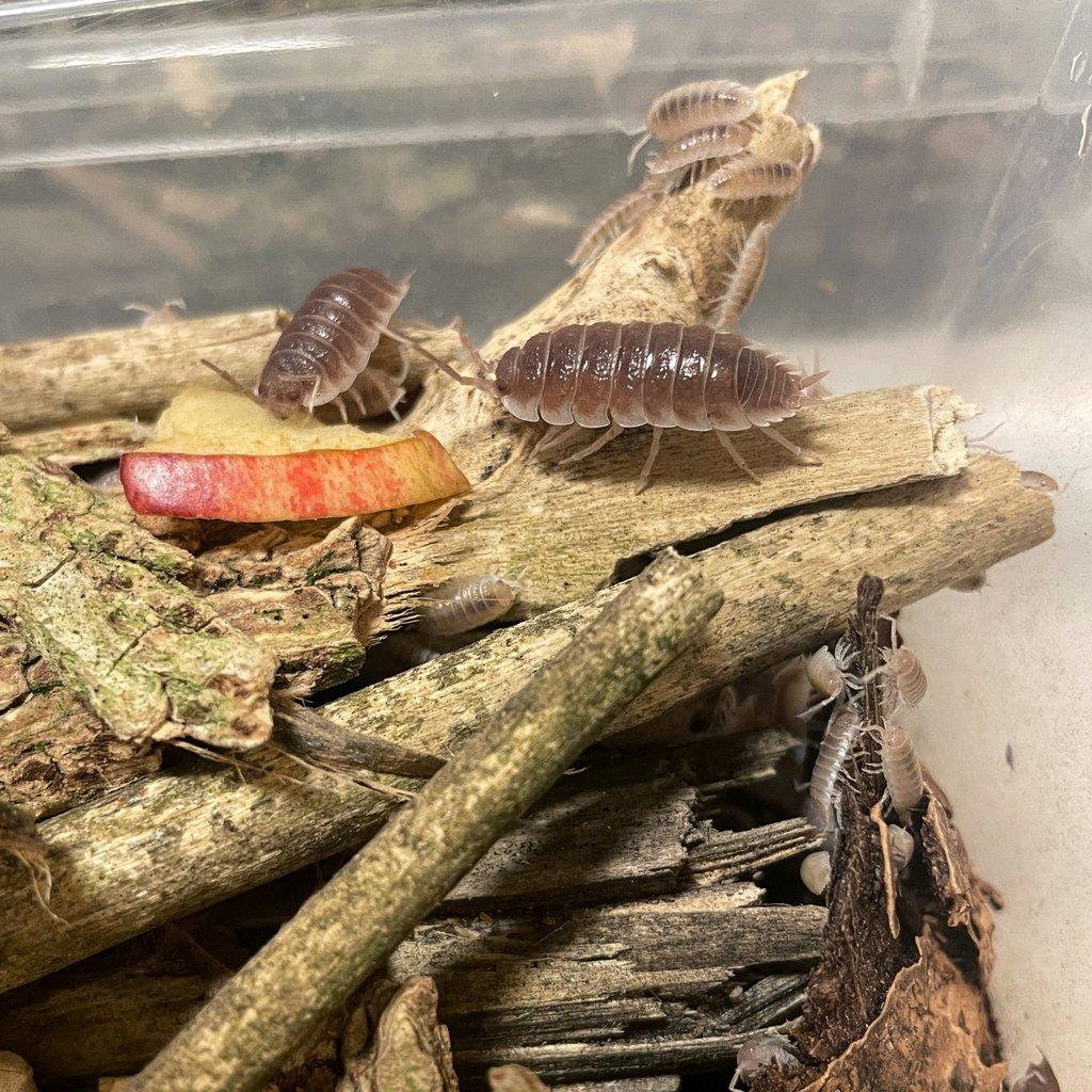 Isopodi (Porcellio Sevilla caramel)