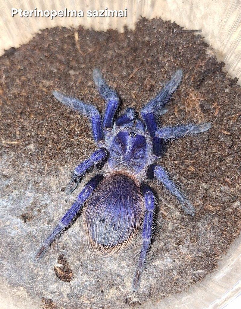 Sklípkani - Aquatera Kroměříž 8.3 + zasílám 🕷🎁