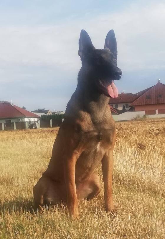 Belgický ovčák - Malinois - štěňata s pp - na záznam