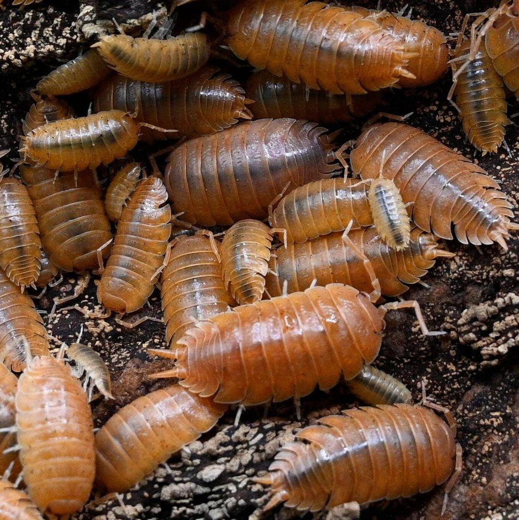 Porcellio laevis Orange