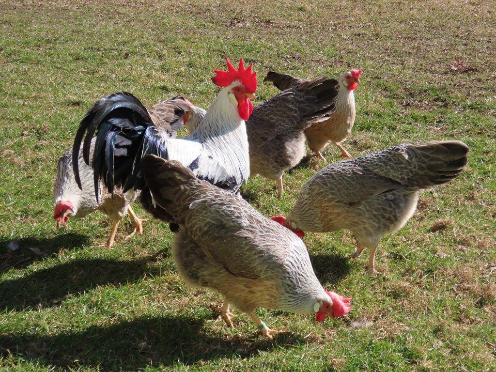 Vlaška stříbrně zbarvená