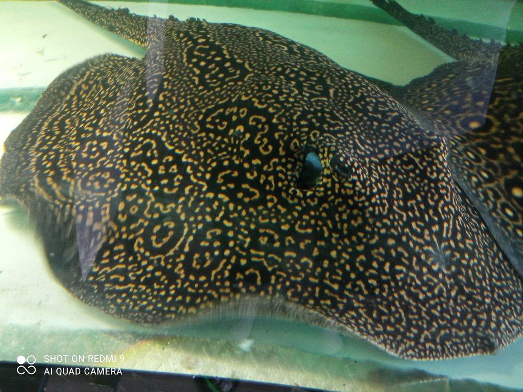 Potamotrygon