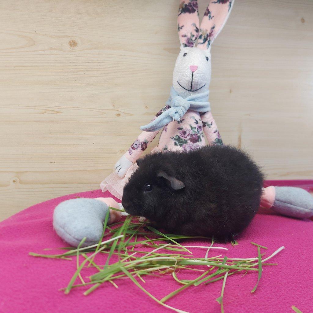 Morčátka plemene US Teddy a Hladké