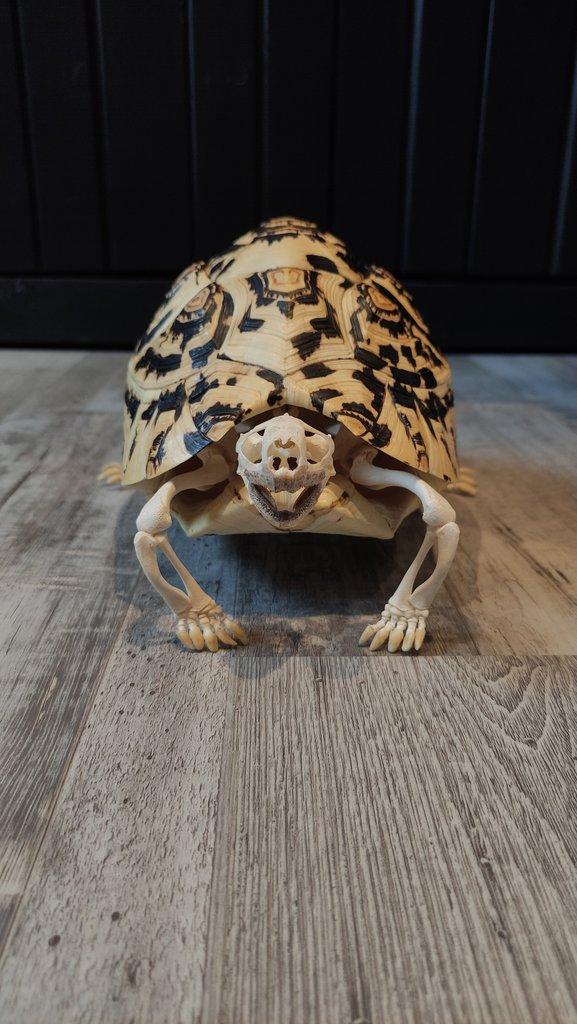 Úhyn, kadáver, mrtvola, preparace, osteologie, lebka, kostra, zvíře