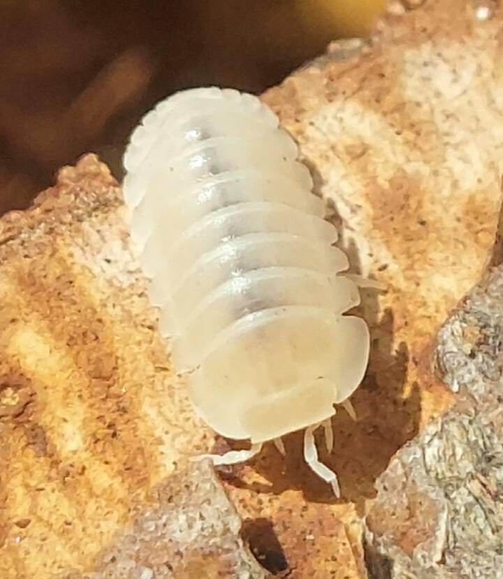 ISOPODA - Hobby druhy - aktualizovaný seznam