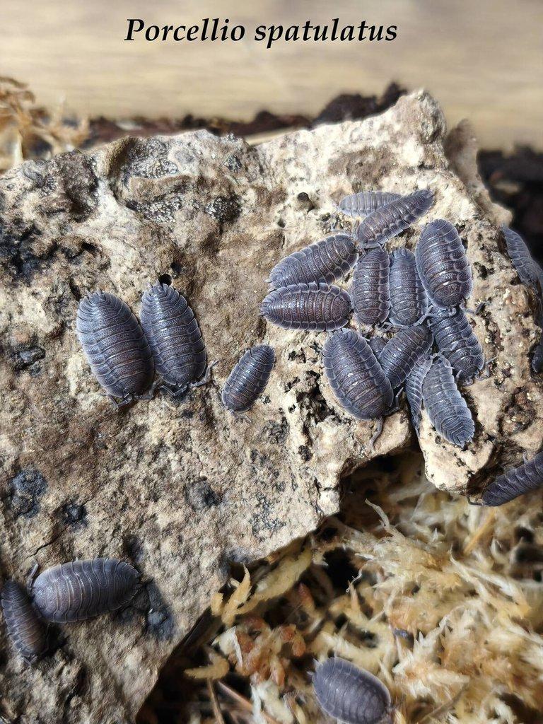 ISOPODY·STÍNKY·CHVOSTOSKOCI - POSÍLÁM / Fauna trhy Ostrava 26.4.