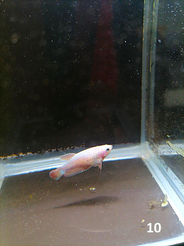 Betta Splendens - Samci