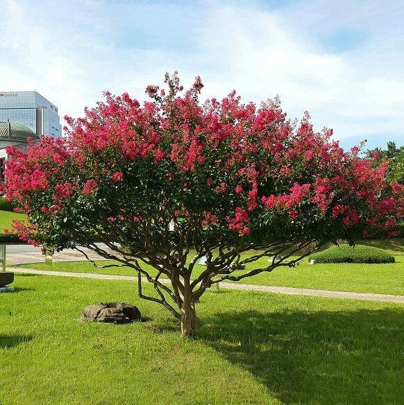 Ewodie - Včelí strom