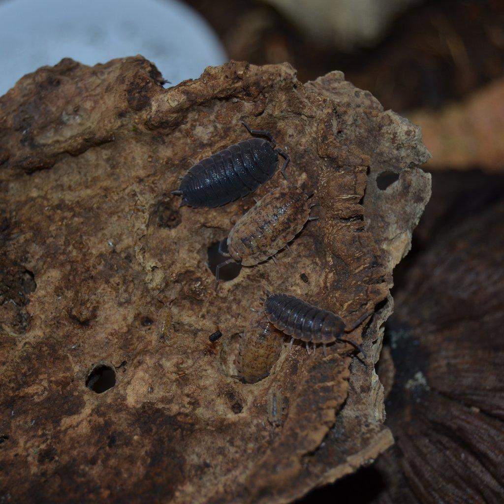 ISOPODY·STÍNKY - Fauna trhy Ostrava 15.2.