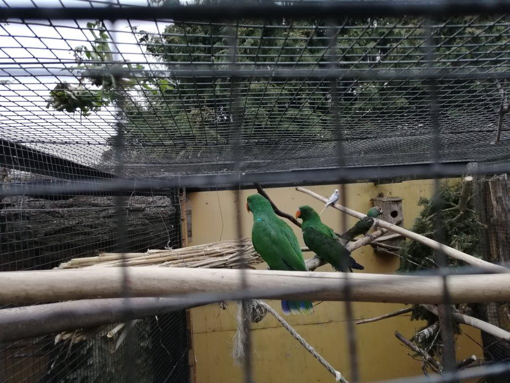 Eklektus různobarvý rok 2025