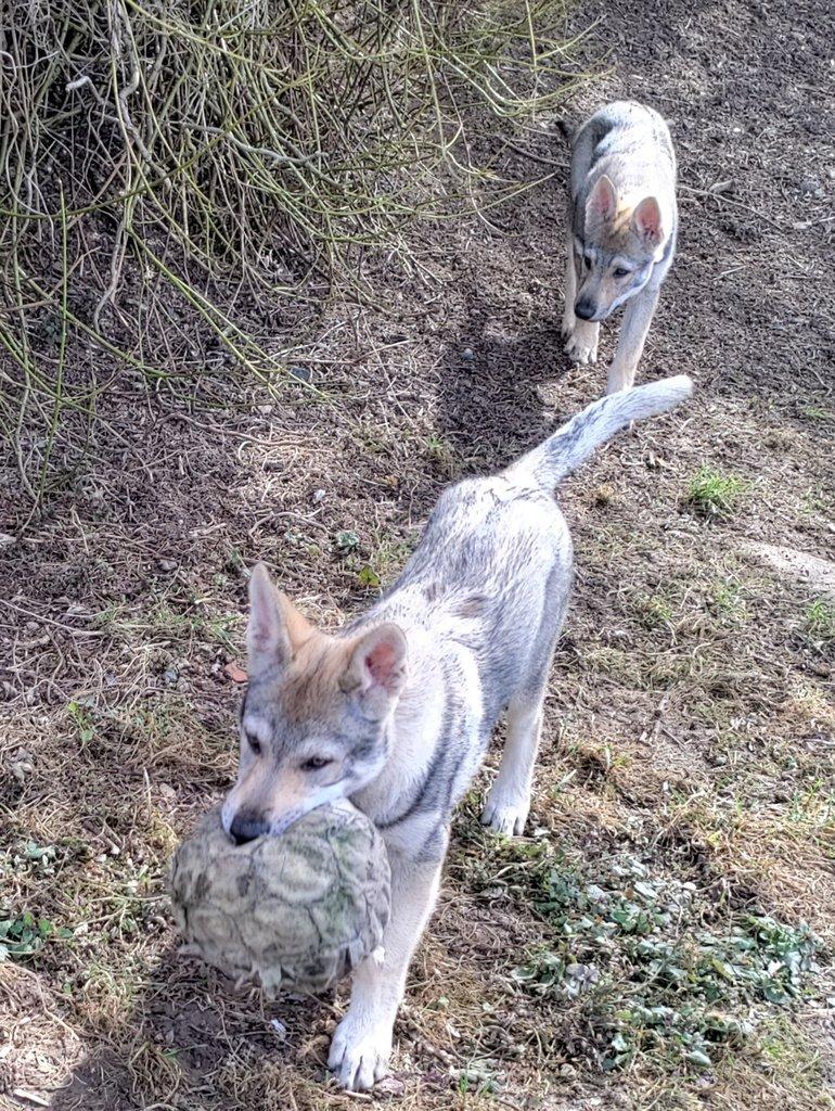 Československý vlčák s rodokmenem TOP spojení