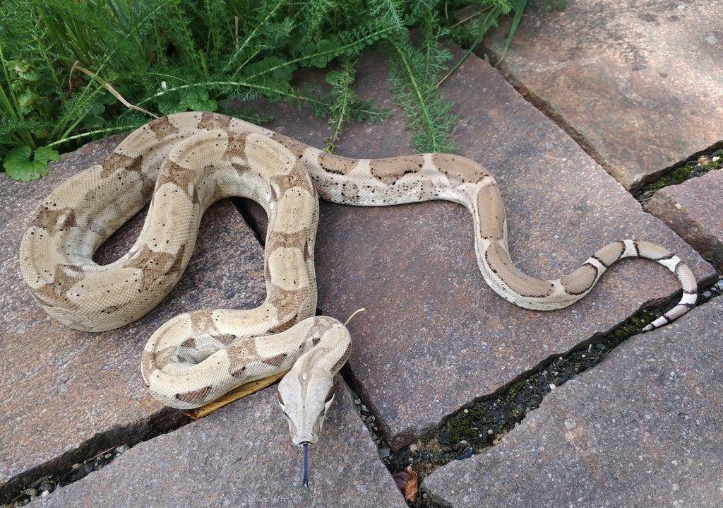 Boa imperator - Jungle Ghost het VPI, VPI Jungle