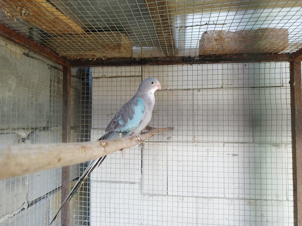 Papoušek alexandřin modrý