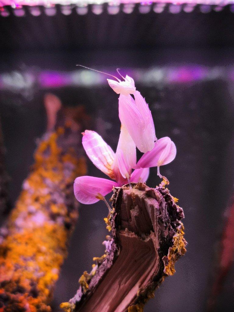 Prodám orchidejové kudlanky
