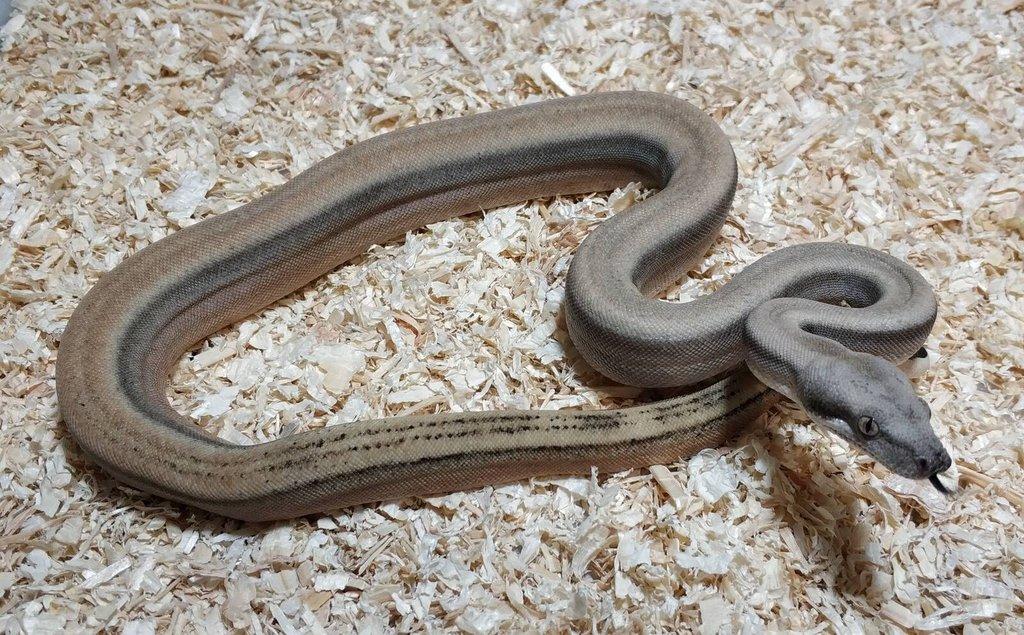 Boa imperator- Sharp Sunglow 66% het Sterling,Hypo Sterling
