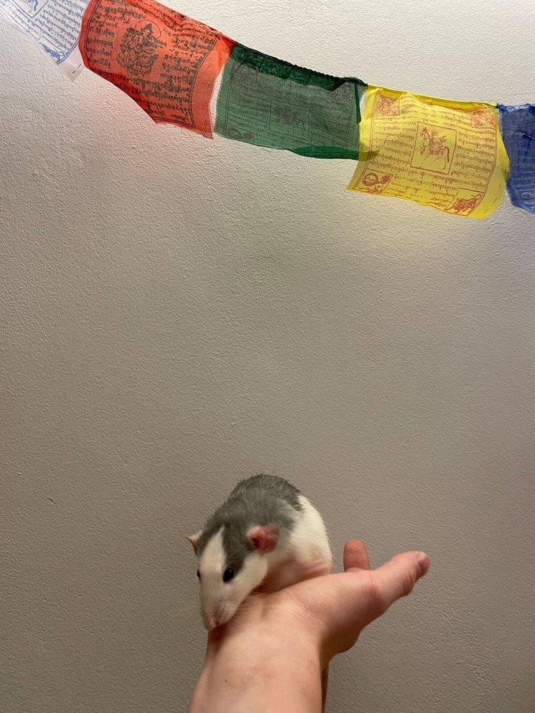 Daruji potkany ( 2 samce, 2 samice) (Husky x Dumbo)