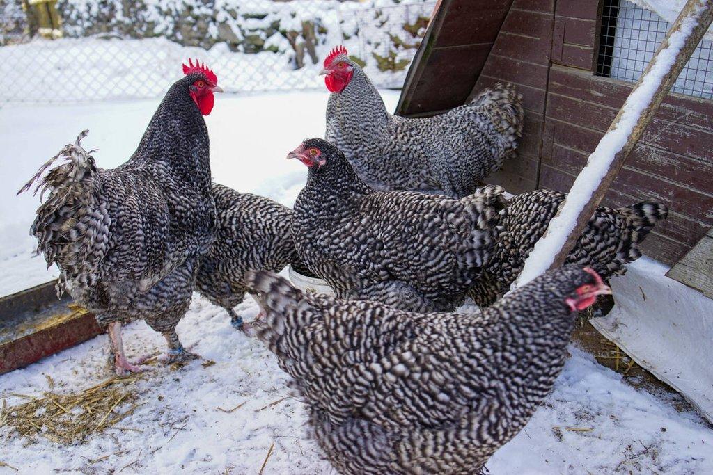 Mechelenka 🥚(násadová vejce)