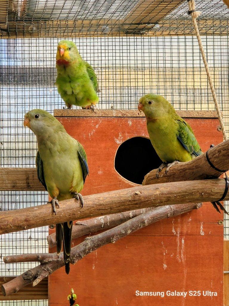 Prodám papoušek červenokřídlý a nádherný