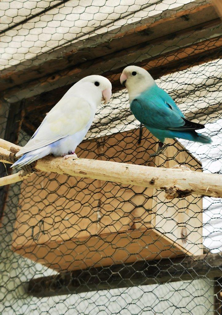 Agapornis růžohrdlý samci s DNA