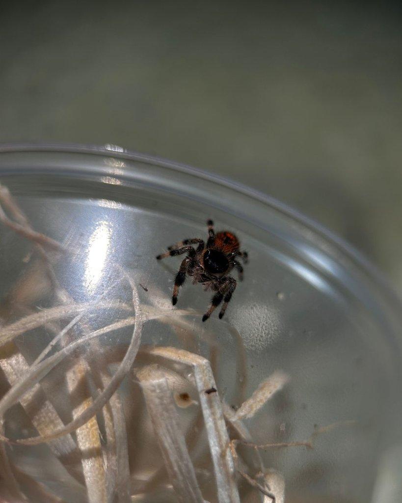 Skákavka královská "Everglades" určené kusy