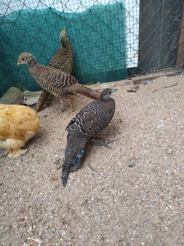 Bažant paví šedý 1,0 kroužek 25