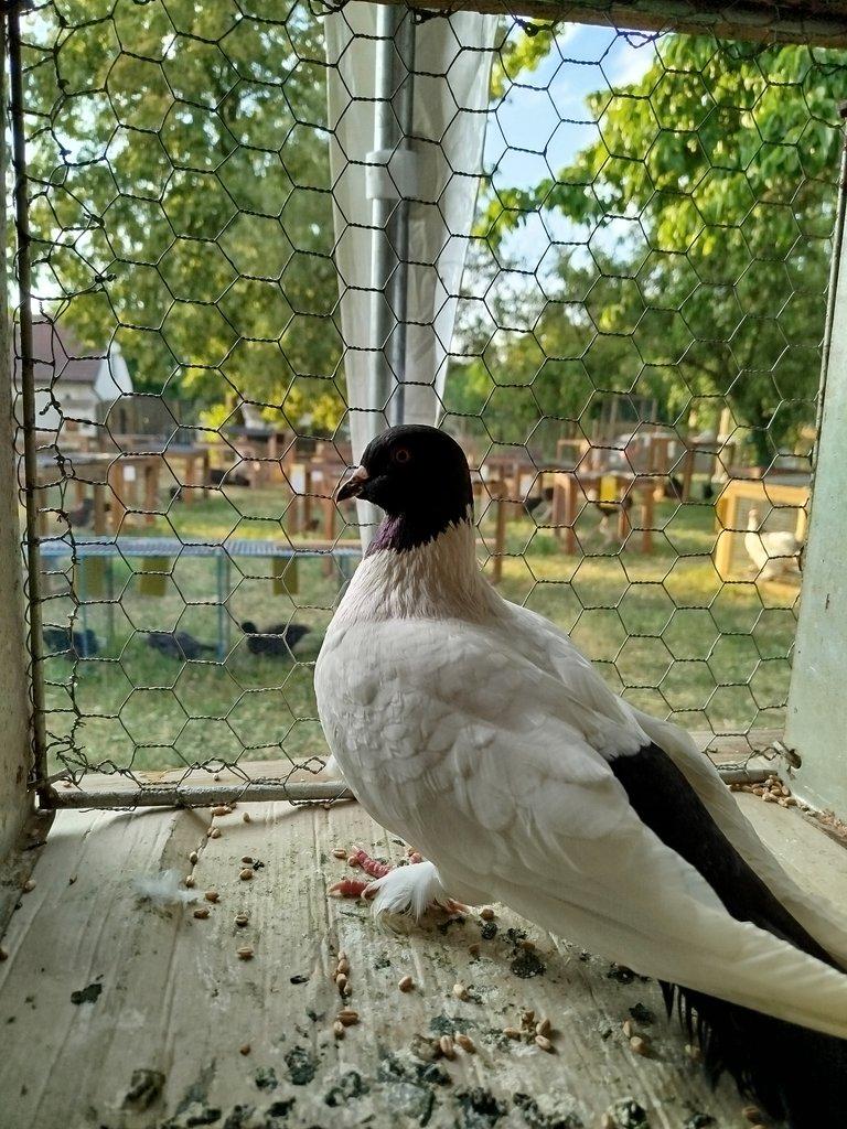 Prodám kalifornské, texan a slezský barevnohlávek