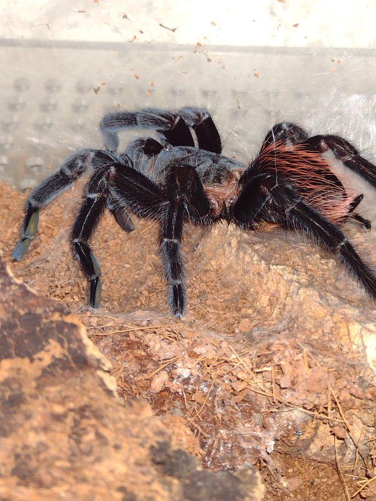 Brachypelma vagans