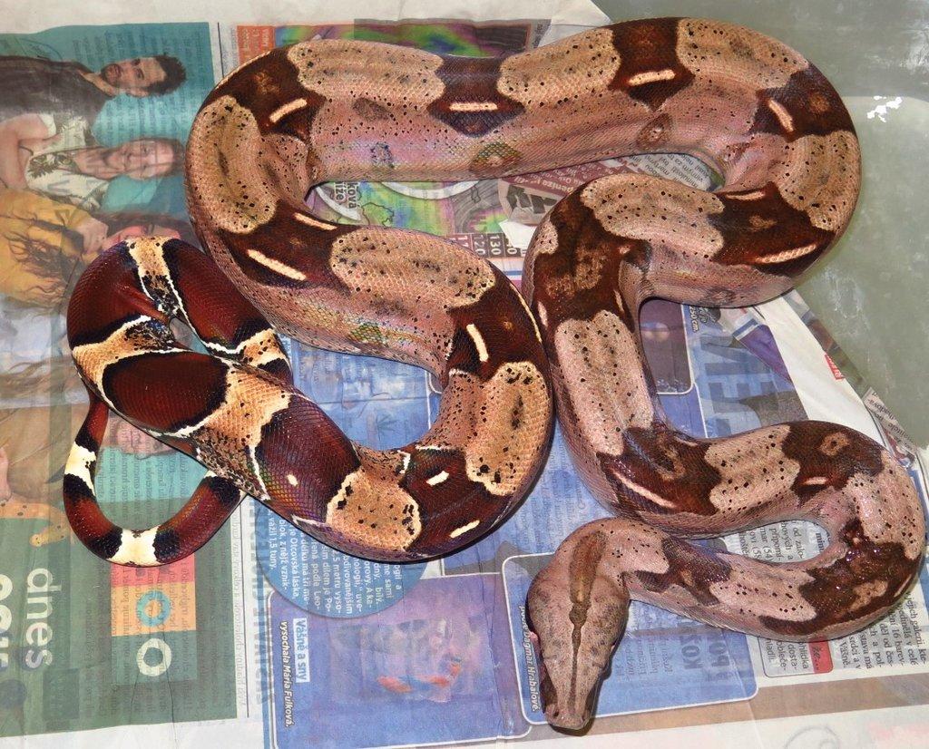 Boa c. constrictor Guyana
